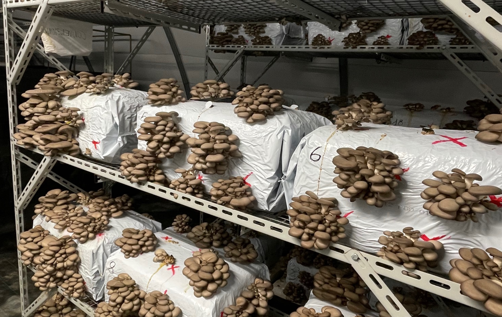 Inside mushroom farm